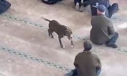 Camiye Giren Pitbull Kısa Süreli Paniğe Neden Oldu!