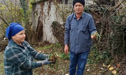 Devrek’te Salep Fideleri Toprakla Buluştu