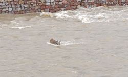 DSİ Ekiplerinden Örnek Davranış: Sürüklenen Karaca Kurtarıldı