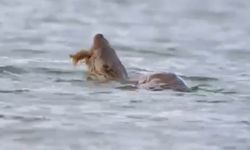 Gölette Nadir Görülen An: Doğasever Kayda Aldı