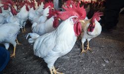 Hobi olarak başladı ticarete dönüştü!