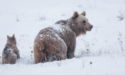 Ilgaz’da Anne Ayı ve Yavruları Ortaya Çıktı!