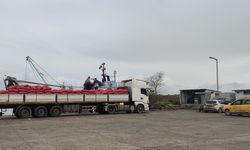 Karadeniz’den Çıkan Beyaz Kum Midyeleri Mercek Altında