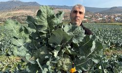 Kış Sofralarının Vazgeçilmezi Menemen’den Çıkıyor: Brokolide 60 Bin Tonluk Rekolte