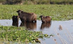 Kızılırmak Deltası’nda Mandaya Değer Katacak Proje