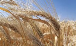 Kuraklık ve su krizi tarımı yönlendiriyor