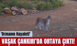 'Ormanın Hayaleti' Vaşak Çankırı’da Ortaya Çıktı!