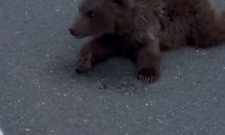 Yolda Bulunan Yavru Ayının Akıbeti Ne Oldu?