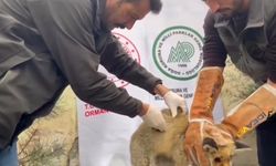 Yürek Isıtan Kurtarma! Tel Örgülere Takılan Tilki Doğaya Döndü