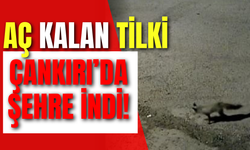 Aç Kalan Tilki Çankırı’da Şehre İndi!
