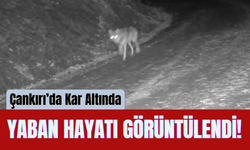 Çankırı’da Kar Altında Yaban Hayatı Görüntülendi!