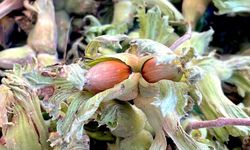 Destek Verilirse Cevizi Geride Bırakabilir!