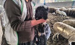 Doğa Şaşkına Çevirdi: 2 Başlı, 4 Gözlü Kuzu Yaşıyor