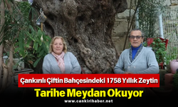 Çankırılı Çiftin Bahçesindeki 1758 Yıllık Zeytin, Tarihe Meydan Okuyor