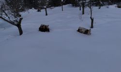 Safranbolu’da kar hayatı durdurdu Hayvanlar karda güçlükle ilerledi