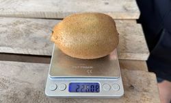 220 Gramlık Kivi Şaşkına Çevirdi!