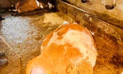 Ahıra Yıldırım Düştü: 3 Büyükbaş Hayvan Telef Oldu