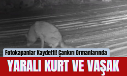 Fotokapanlar Kaydetti! Çankırı Ormanlarında Yaralı Kurt ve Vaşak