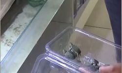 KAÇAK SATIŞA DARBE! EKİPLER YASAKLI HAYVANLARI TEK TEK TOPLADI