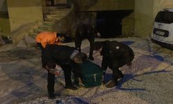 Komşuların Kavga İhbarı Korkunç Gerçeği Ortaya Çıkardı!