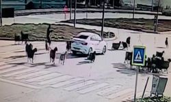 Koyun Sürüsüne Otomobil Daldı! 5 Hayvan Telef Oldu