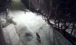 Kurtlar Şehir Merkezine İndi! Mahalle Aralarında Dolaştılar, Kameralara Yansıdı