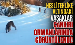 Nesli Tehlike Altındaki Vaşaklar Çankırı Ormanlarında Görüntülendi!