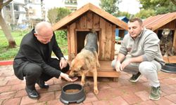 Patili Dostlara Sıcak Yuva Desteği!