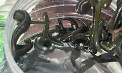 Sülükle Tedaviye İlgi Büyüyor: Cilt Bakımında Yeni Trend