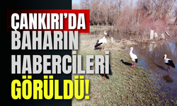 Çankırı’da Baharın Habercileri Görüldü!