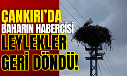 Çankırı’da Baharın Habercisi Leylekler Geri Döndü!