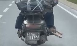 Mide Bulandıran Görüntü! Motosikletle Et Taşındı