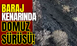Baraj Kenarında Domuz Sürüsü!