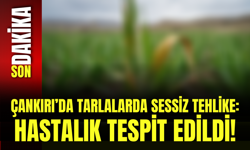 Çankırı’da Tarlalarda Sessiz Tehlike: Hastalık Tespit Edildi!
