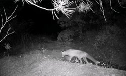 Fotokapana Yakalandılar!