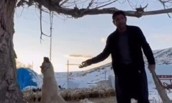 Köpeği Ağaca Asan Şahıs Yakalandı!