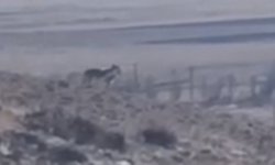 Kurtlar Sürüye Yaklaştı!