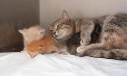 Ölümden Döndüler, Yeni Anne Bulundu!