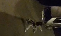Sokak Ortasında Ring Kuruldu! Dakikalarca Birbirlerine Girdiler