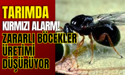 Tarımda Kırmızı Alarm! Zararlı Böcekler Üretimi Düşürüyor