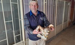 Tarlada Bulunan Yaralı Şahin Kurtarıldı!