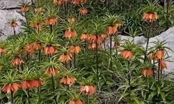 Yılda Sadece Kısa Süre Açıyor: Görmek İçin Akın Ediyorlar