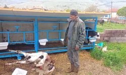 Başıboş Köpekler Buzağıyı Telef Etti!