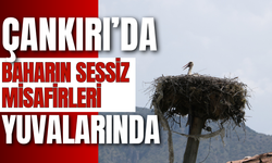 Çankırı’da Baharın Sessiz Misafirleri Yuvalarında