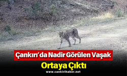 Çankırı’da Nadir Görülen Vaşak Ortaya Çıktı