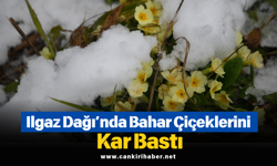 Ilgaz Dağı’nda Bahar Çiçeklerini Kar Bastı