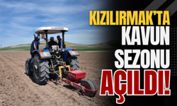 Kızılırmak’ta Kavun Sezonu Açıldı!