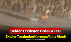 Selden Etkilenen Ördek Ailesi Ekipler Tarafından Koruma Altına Alındı