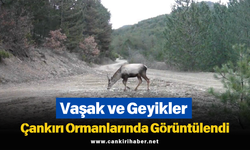 Vaşak ve Geyikler Çankırı Ormanlarında Görüntülendi