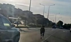 Ana Yola Çıkan At Trafiği Karıştırdı